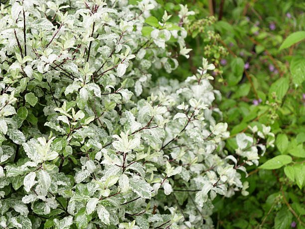 Pittosporum blanc